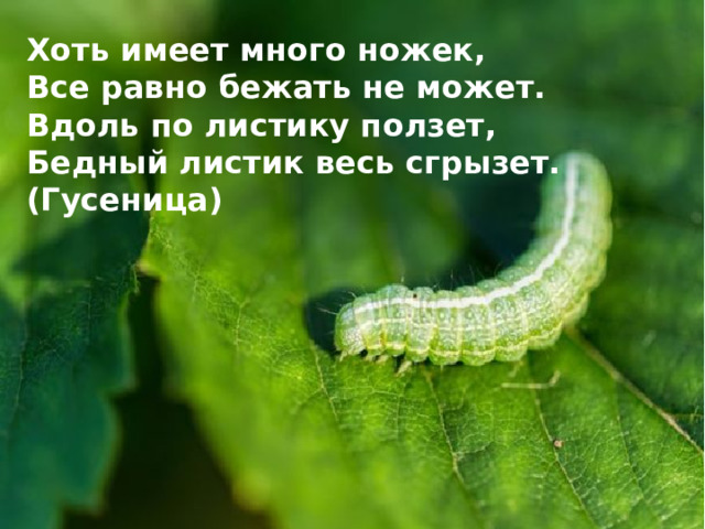 Хоть имеет много ножек, Все равно бежать не может. Вдоль по листику ползет, Бедный листик весь сгрызет. (Гусеница)