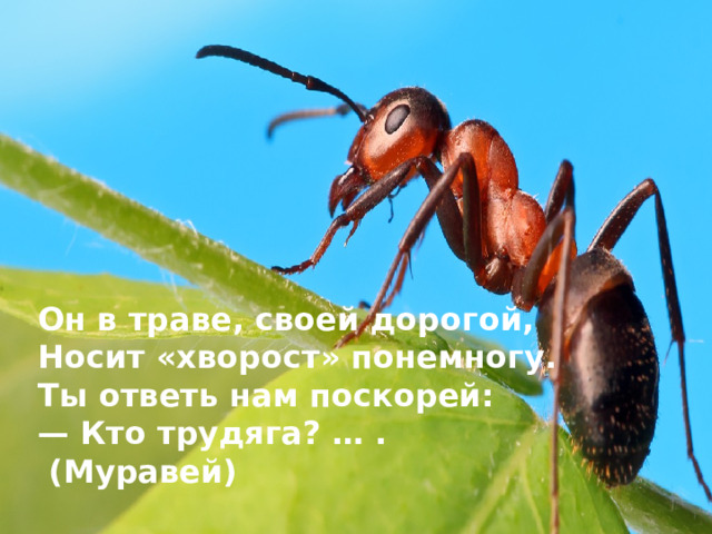 Он в траве, своей дорогой, Носит «хворост» понемногу. Ты ответь нам поскорей: — Кто трудяга? … .  (Муравей)