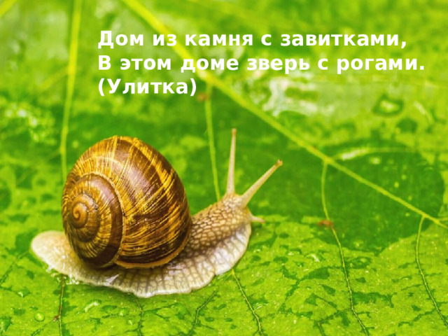 Дом из камня с завитками, В этом доме зверь с рогами. (Улитка)
