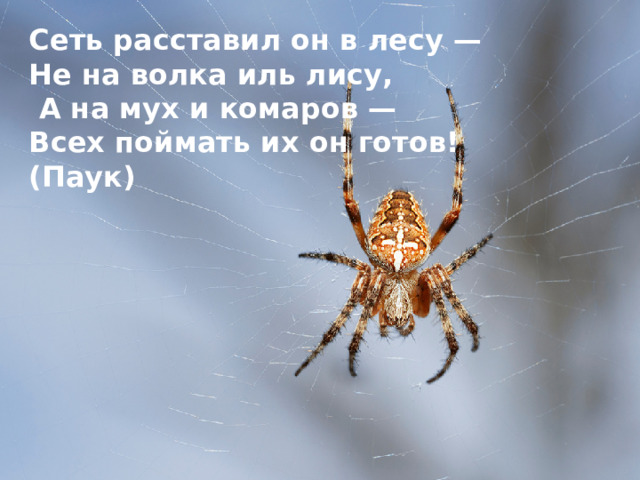 Сеть расставил он в лесу — Не на волка иль лису,  А на мух и комаров — Всех поймать их он готов! (Паук)