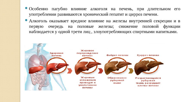 Особенно пагубно влияние алкоголя на печень, при длительном его употреблении развиваются хронический гепатит и цирроз печени. Алкоголь оказывает вредное влияние на железы внутренней секреции и в первую очередь на половые железы; снижение половой функции наблюдается у одной трети лиц , злоупотребляющих спиртными напитками.