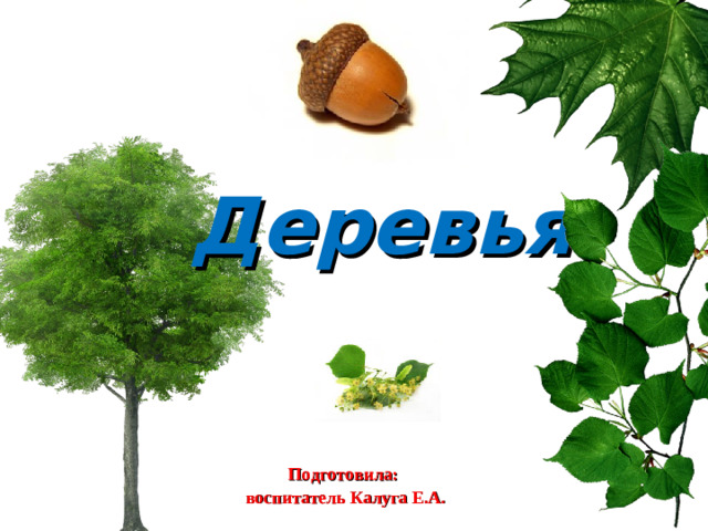 Деревья Подготовила: воспитатель Калуга Е.А.