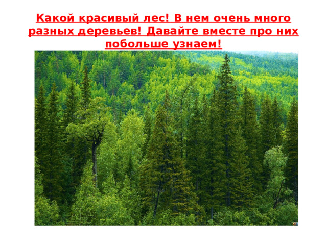 Какой красивый лес! В нем очень много разных деревьев! Давайте вместе про них побольше узнаем!