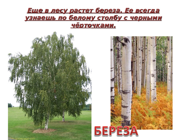 Еще в лесу растет береза. Ее всегда узнаешь по белому столбу с черными чёрточками.