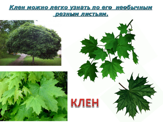 Клен можно легко узнать по его необычным резным листьям.