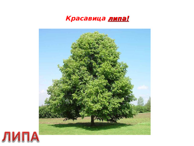 Красавица липа!