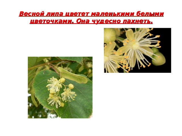 Весной липа цветет маленькими белыми цветочками. Она чудесно пахнеть.