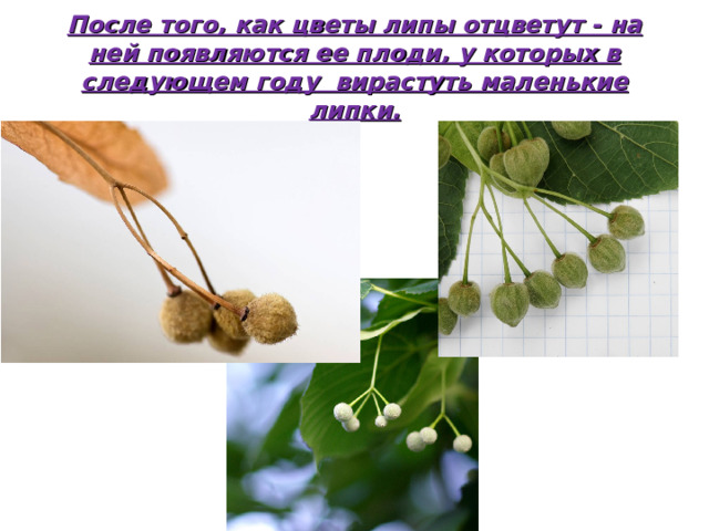 После того, как цветы липы отцветут - на ней появляются ее плоди, у которых в следующем году вирастуть маленькие липки.