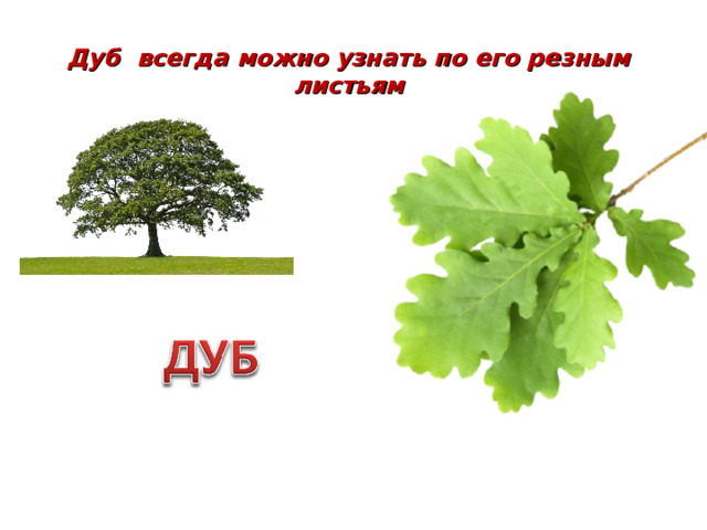 Дуб всегда можно узнать по его резным листьям