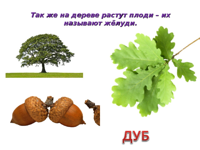 Так же на дереве растут плоди – их называют жёлуди.