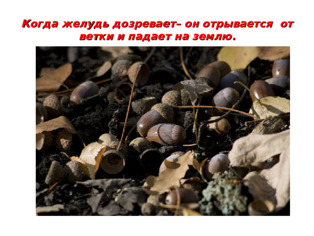 Когда желудь дозревает– он отрывается от ветки и падает на землю.