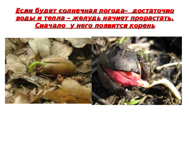 Если будет солнечная погода– достаточно воды и тепла – желудь начнет прорастать. Сначало у него появит ся корень