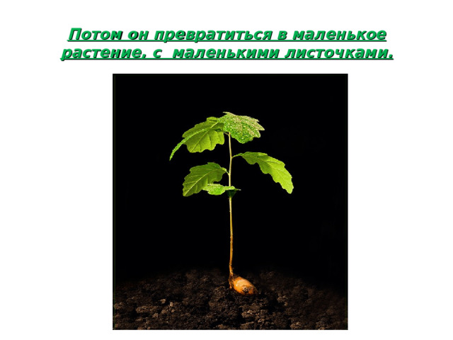 Потом он превратиться в маленькое растение, с маленькими листочками.