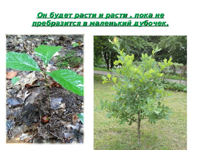 Он будет расти и расти , пока не пребразится в маленький дубочек.