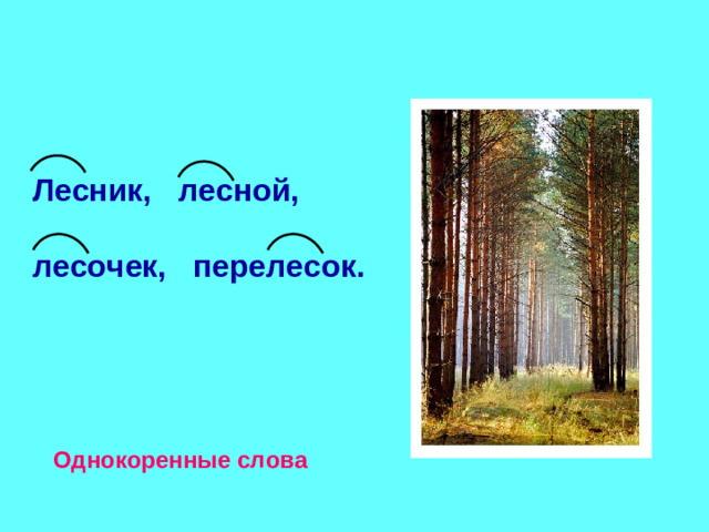Лесник, лесной,  лесочек, перелесок. Однокоренные слова