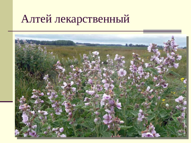 Алтей лекарственный
