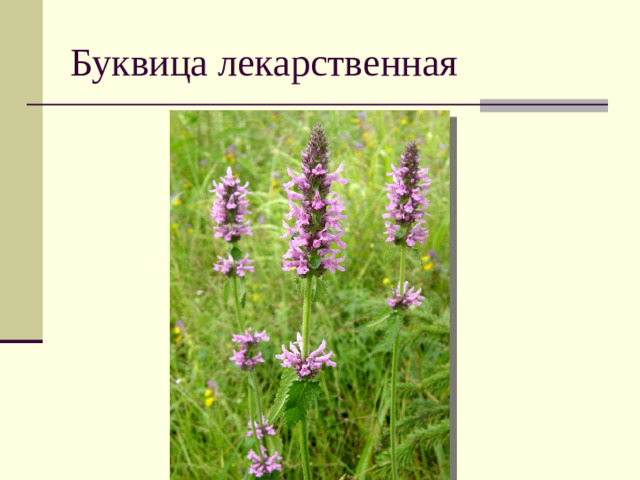Буквица лекарственная