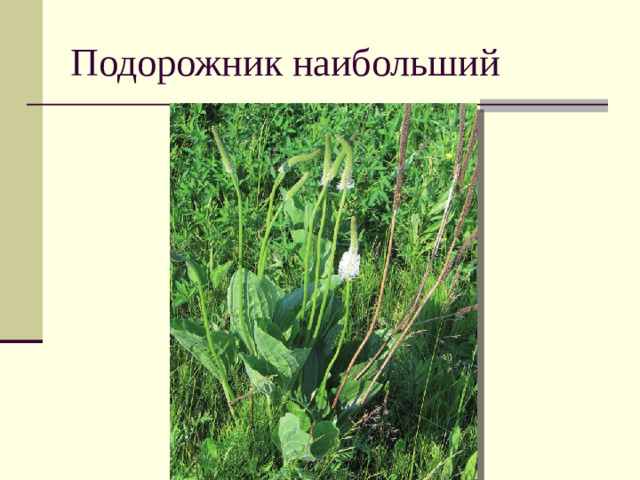 Подорожник наибольший