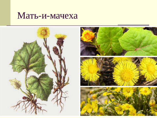 Мать-и-мачеха