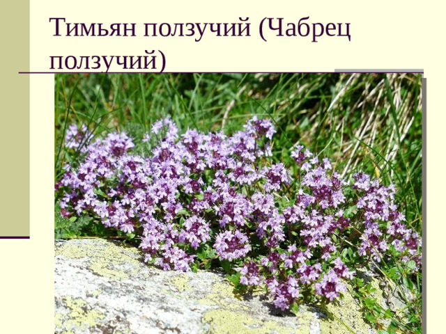 Тимьян ползучий (Чабрец ползучий)
