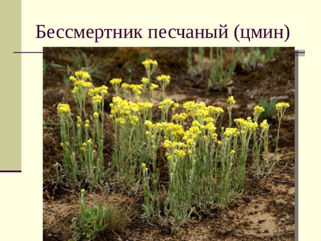 Бессмертник песчаный (цмин)