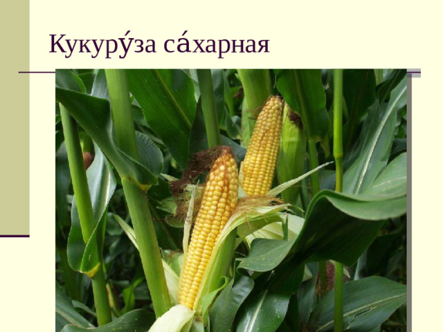 Кукуру́за са́харная