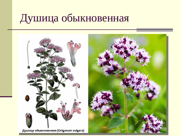 Душица обыкновенная
