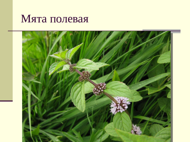 Мята полевая