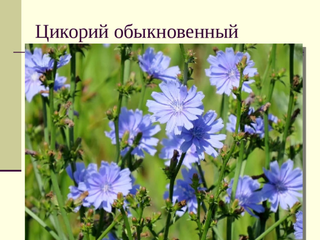 Цикорий обыкновенный