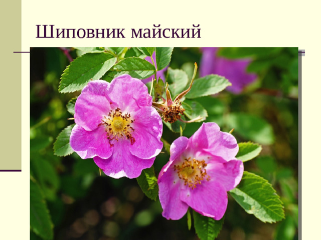 Шиповник майский