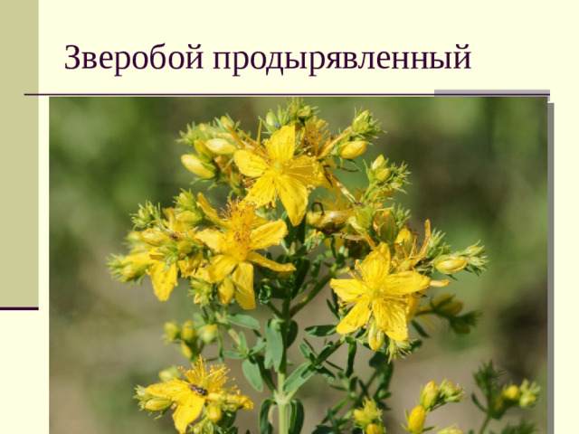 Зверобой продырявленный