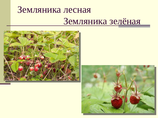 Земляника лесная  Земляника зелёная