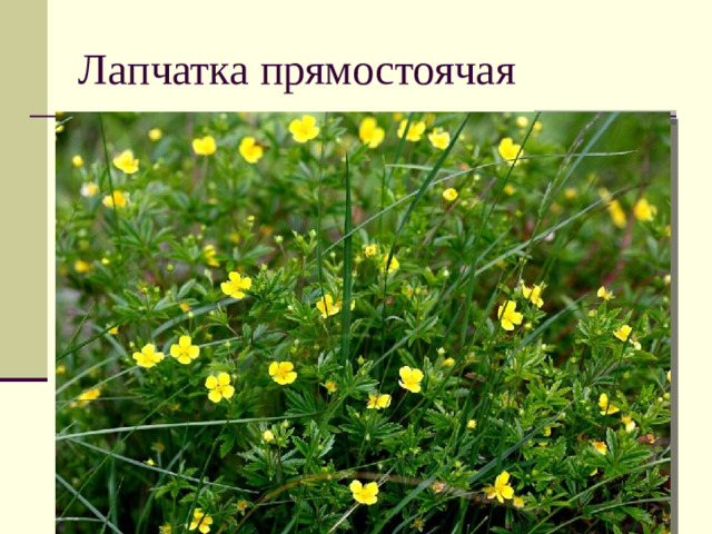 Лапчатка прямостоячая