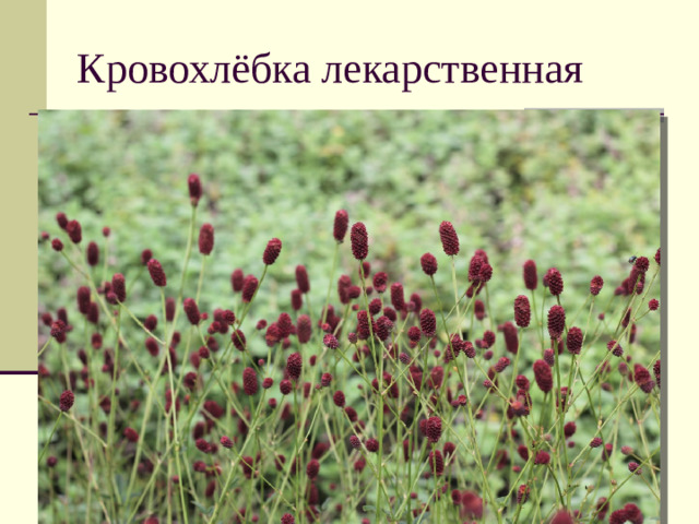 Кровохлёбка лекарственная