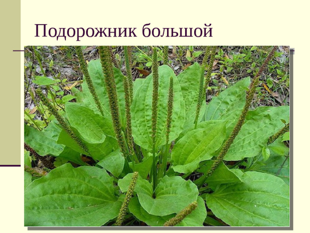 Подорожник большой
