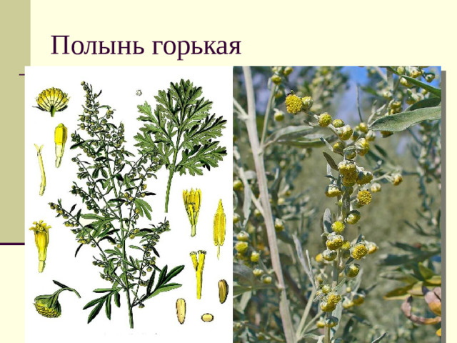 Полынь горькая