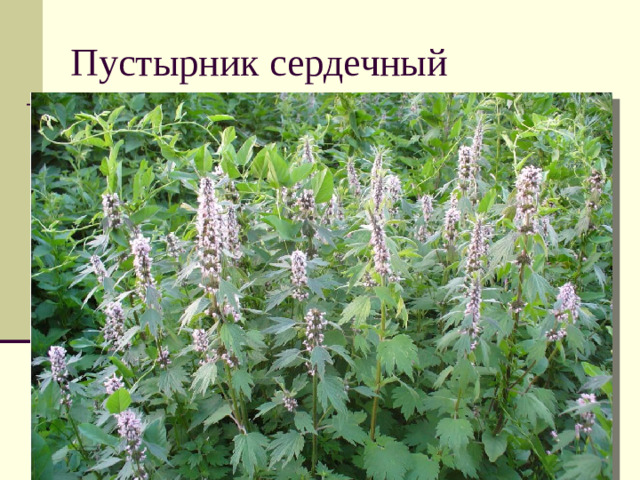 Пустырник сердечный