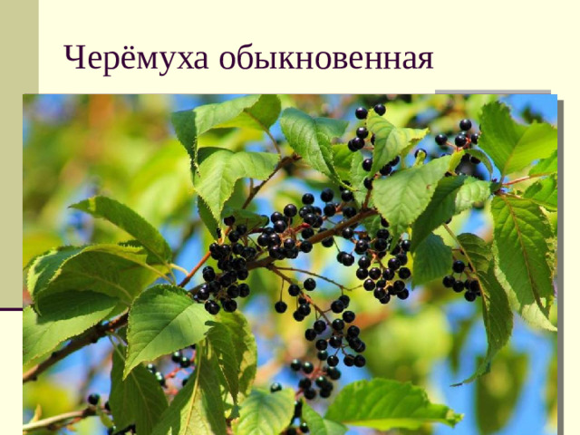 Черёмуха обыкновенная