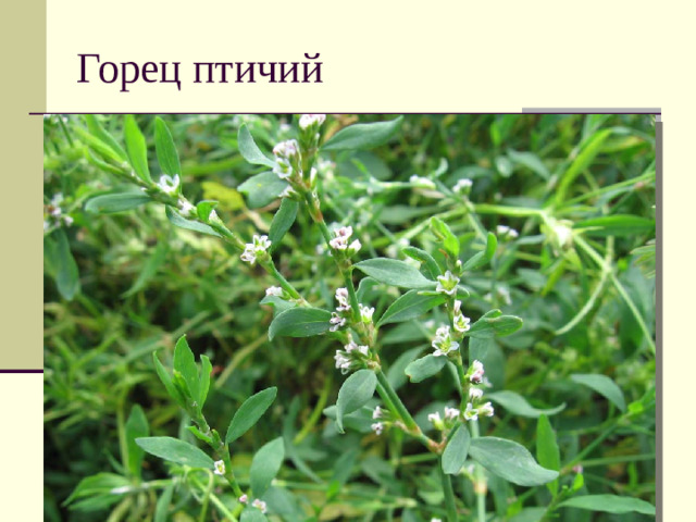 Горец птичий