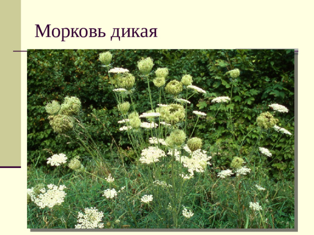 Морковь дикая