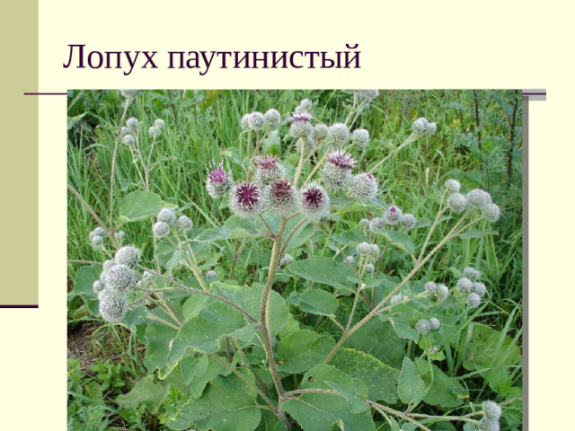 Лопух паутинистый