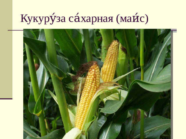 Кукуру́за са́харная (маи́с)