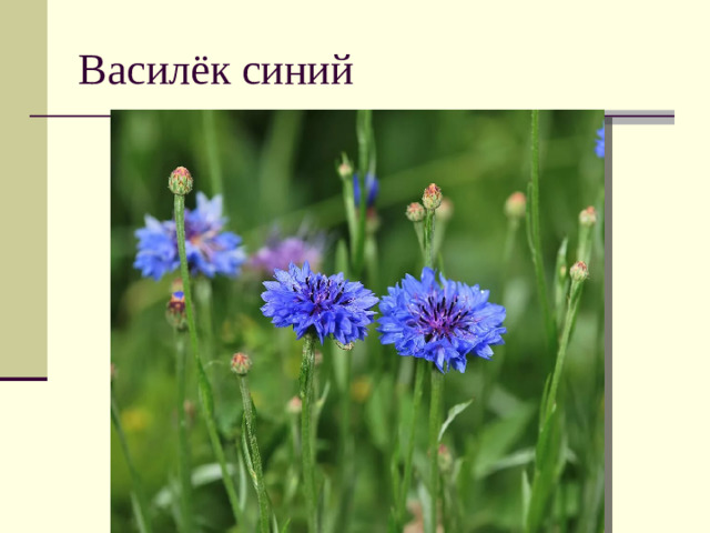 Василёк синий