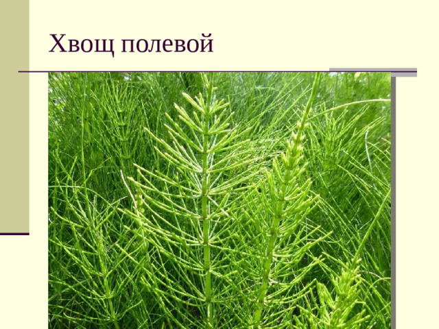 Хвощ полевой