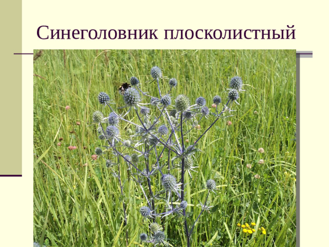 Синеголовник плосколистный