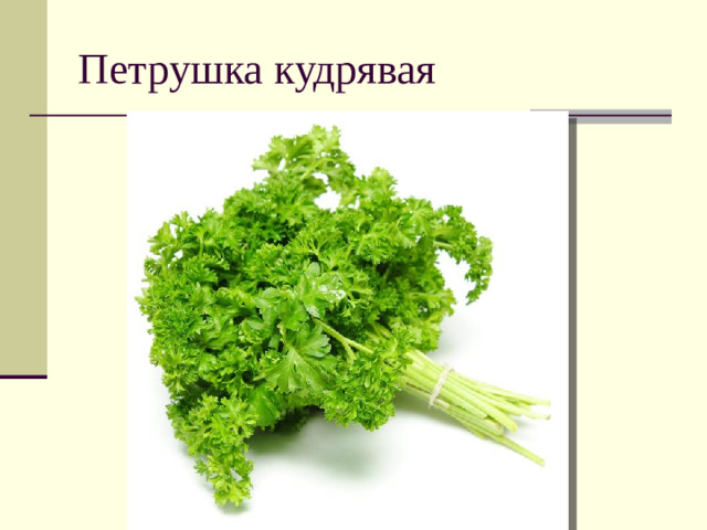 Петрушка кудрявая