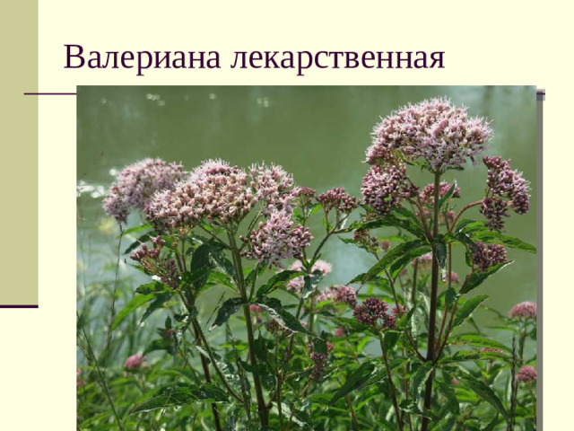 Валериана лекарственная