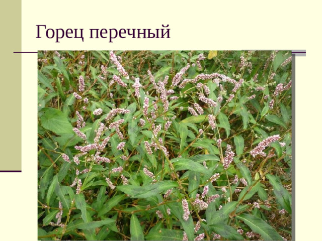 Горец перечный