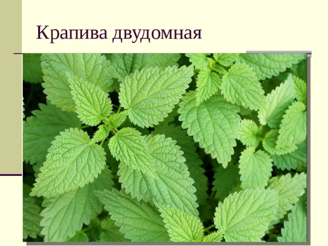 Крапива двудомная