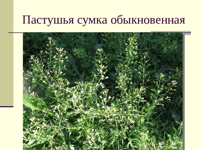 Пастушья сумка обыкновенная
